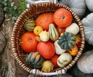 Citrouilles et courges dans un panier