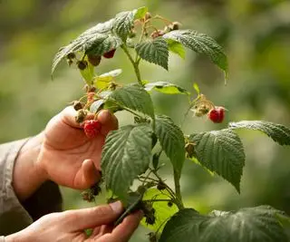 Hände pflücken Früchte von einer Himbeerpflanze mit roten Früchten