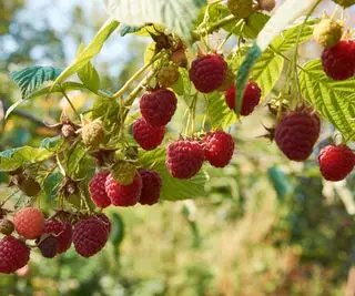 Wann sollten Himbeeren verpflanzt werden – für ein üppiges Himbeerbeet?
