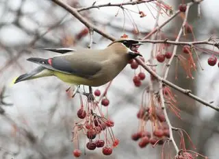 Oiseau coloré de cire de cèdre à masque noir (Bombycilla cedrorum) perché sur une branche de pommetier d'hiver - sa bouche farcie d'un pommetier entier