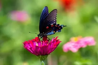 comment faire pousser le papillon zinnias joshua-j-cotten-unsplash