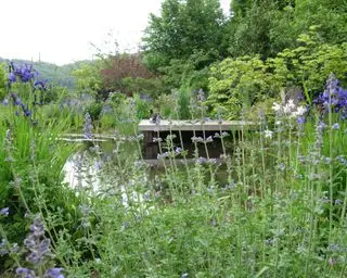 étang faunique dans un jardin conçu par Cheryl Cummings