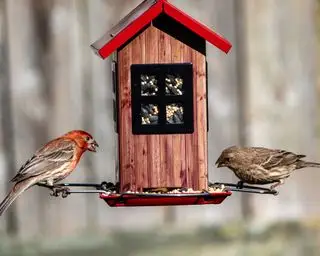 Jardin animalier avec mangeoire à oiseaux