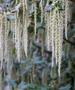 Garrya elliptica, Seidenquastenstrauch