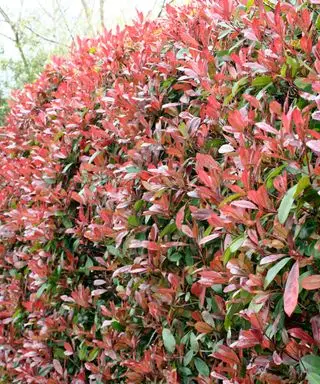 Photinia-Heckenpflanze mit roten Blättern