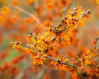 Hamamelis, der als wurzelnackter Baum gepflanzt werden kann