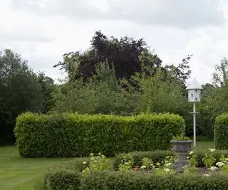 Hecke mit Staudenbepflanzung und weißem Vogelhäuschen