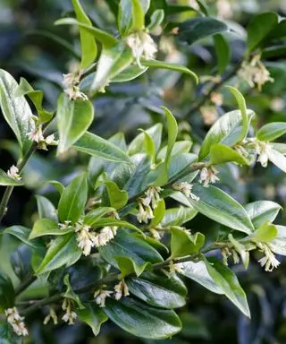 Sarcococca confusa oder süße Schachtel