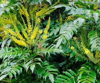 Nahaufnahme der gelben Rosetten von Mahonia x Media