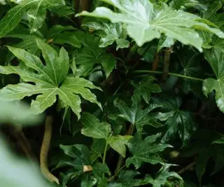 Glänzende Fatsia japonica (Fatsi, japanische Aralia) mit dunkelgrünen Blättern