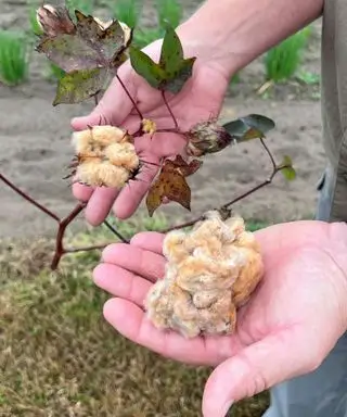 Il cotone marrone staccò una pianta