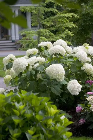 hortensia lisa blanca