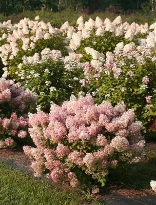 Les hortensias ne fleurissent pas ? Voici pourquoi