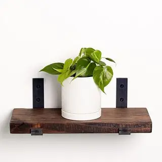Philodendron de Greendigs