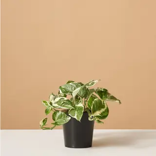 Philodendron ou pothos ? Comment distinguer ces deux roulottes intérieures