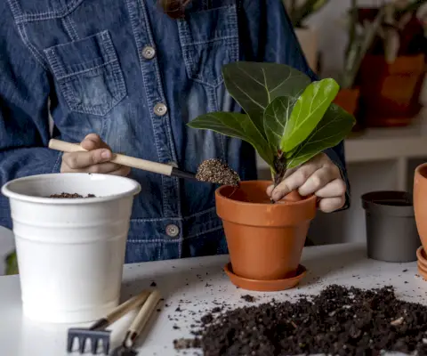 liść skrzypcowy, liście figowe