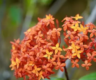 Krzew Ixora o pomarańczowych kwiatach