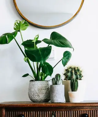 세 개의 작은 선인장 옆에 큰 잎이 있는 녹색 몬스테라 식물