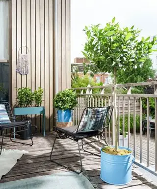 árvore em vaso em uma varanda com jardim