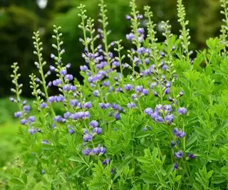 Grand arbuste baptista à fleurs violet clair