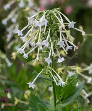 Nicotiana sylvestris
