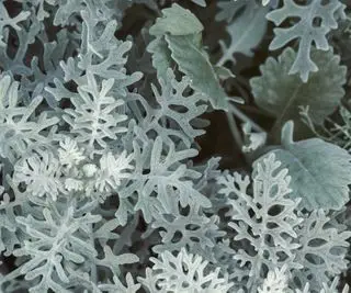 Senecio au feuillage argenté