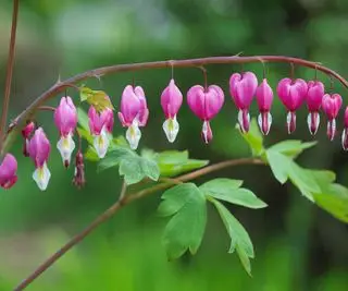 Plante à cœur saignant