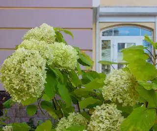 Hortensia paniculé en fleurs