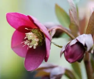 Gros plan d'une fleur d'hellébore violette