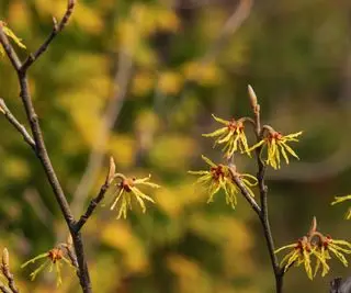 Fleur d'hamamelis intermedia au début du printemps.