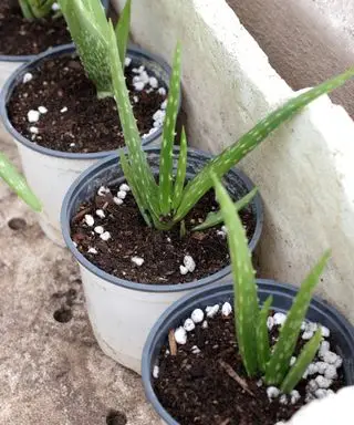 propagation de l'aloe vera