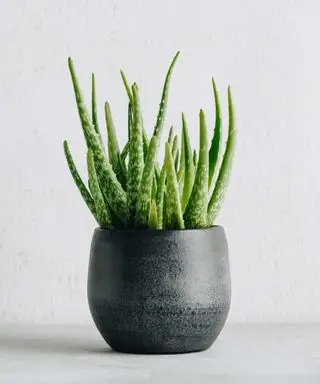 plante d'aloe vera en pot