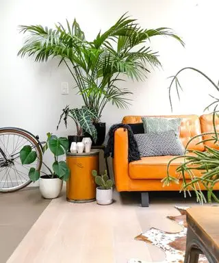 דקל Kentia ליד הספה