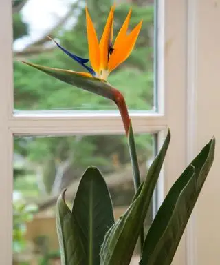 צמח טרופי מקורה של ציפור גן עדן