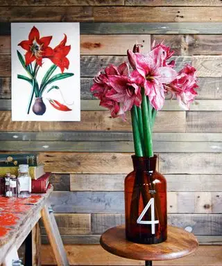 פרחי חג המולד