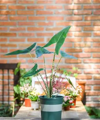 Alocasia zebrina