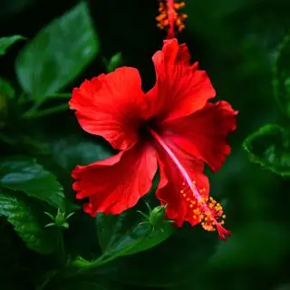 ¿Por qué las hojas de mis hibiscos se ponen amarillas?