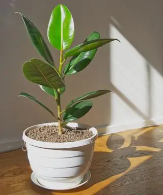 Soleil qui brille sur un ficus elastica en pot