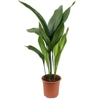 Plante en fonte - 5 plantes vivantes dans des pots de 6 pouces - Aspidistra Elatior - Belle plante intérieure ou extérieure de qualité fleuriste chez Walmart