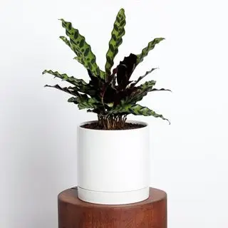 Plante Calathea à Greendigs