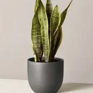 Plante de serpent de Lawrence