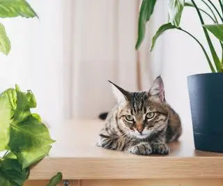 chat assis sur une table près des plantes d'intérieur