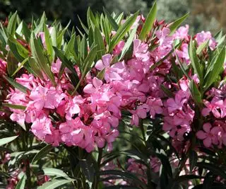 flores cor de rosa em um arbusto nerium oleander