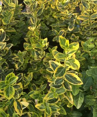 folhas variegadas do arbusto Euonymus fortunei