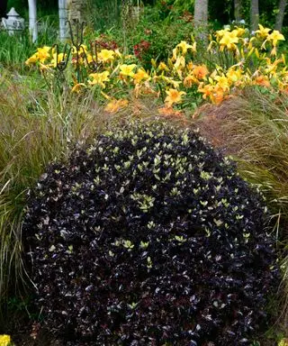 folhagem roxa de pittosporum tenuifolium