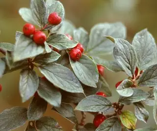 bagas vermelhas em um arbusto de cranberry cotoneaster, também conhecido como cotoneaster apiculatus