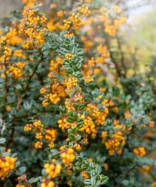 bagas de outono laranja em um arbusto de piracanta