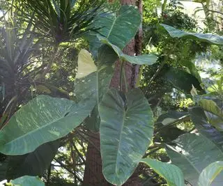 Filodendron Jose Buono