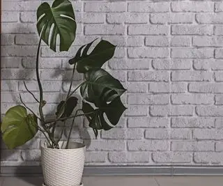 stueplante monstera (sveitsisk osteplante)