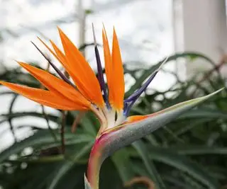 Paradisfugl/Traneblomst/Strelitzia reginae